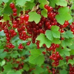 Aalbes - Set van 3 - Ribes rubrum - Hoogte 25-40cm - ⌀9cm