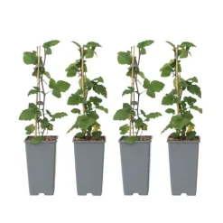 Aalbes - Set van 4 - Ribes rubrum 'Jonkheer van Tets' - Hoogte 50-60cm - ⌀15cm