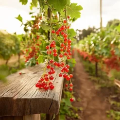 Aalbes - Set van 4 - Ribes rubrum 'Jonkheer van Tets' - Hoogte 50-60cm - ⌀15cm