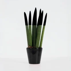 Afrikaanse Speerplant - Sansevieria cylindrica - Hoogte 20-40cm - Pot 9cm