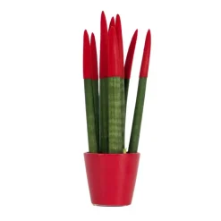 Afrikaanse Speerplant - Sansevieria cylindrica - Hoogte 20-40cm - Pot 9cm