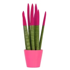 Afrikaanse Speerplant - Sansevieria cylindrica - Hoogte 20-40cm - Pot 9cm