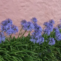 Agapanthus - Agapanthus 'Amourette Blue' - Hoogte 65 cm - ø23 cm