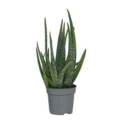 Aloë vera - Aloe barbadensis - Hoogte 25-40cm - ⌀10,5cm