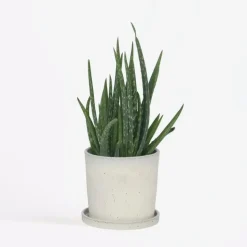 Aloë vera - Aloe barbadensis - Hoogte 25-40cm - ⌀10,5cm