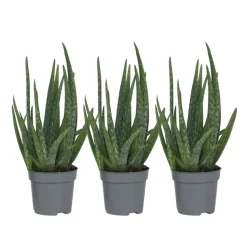 Aloë vera - Set van 3 - Aloe barbadensis - Hoogte 25-40cm - ⌀10,5cm