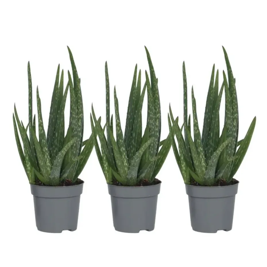 Aloë vera - Set van 3 - Aloe barbadensis - Hoogte 25-40cm - ⌀10,5cm