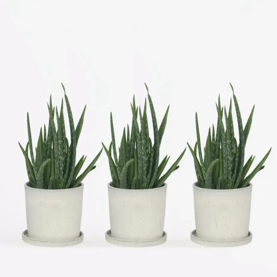Aloë vera - Set van 3 - Aloe barbadensis - Hoogte 25-40cm - ⌀10,5cm