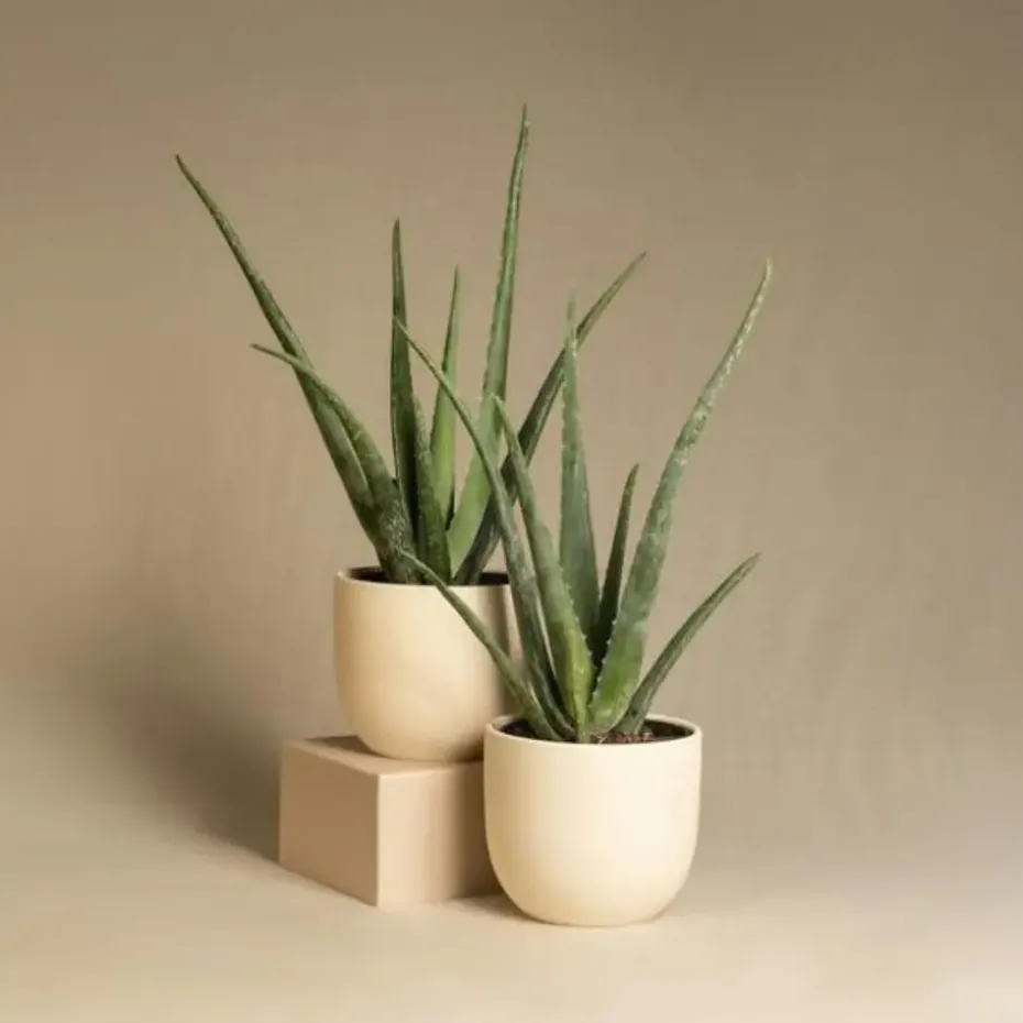 Aloë vera - Set van 3 - Aloe barbadensis - Hoogte 25-40cm - ⌀10,5cm
