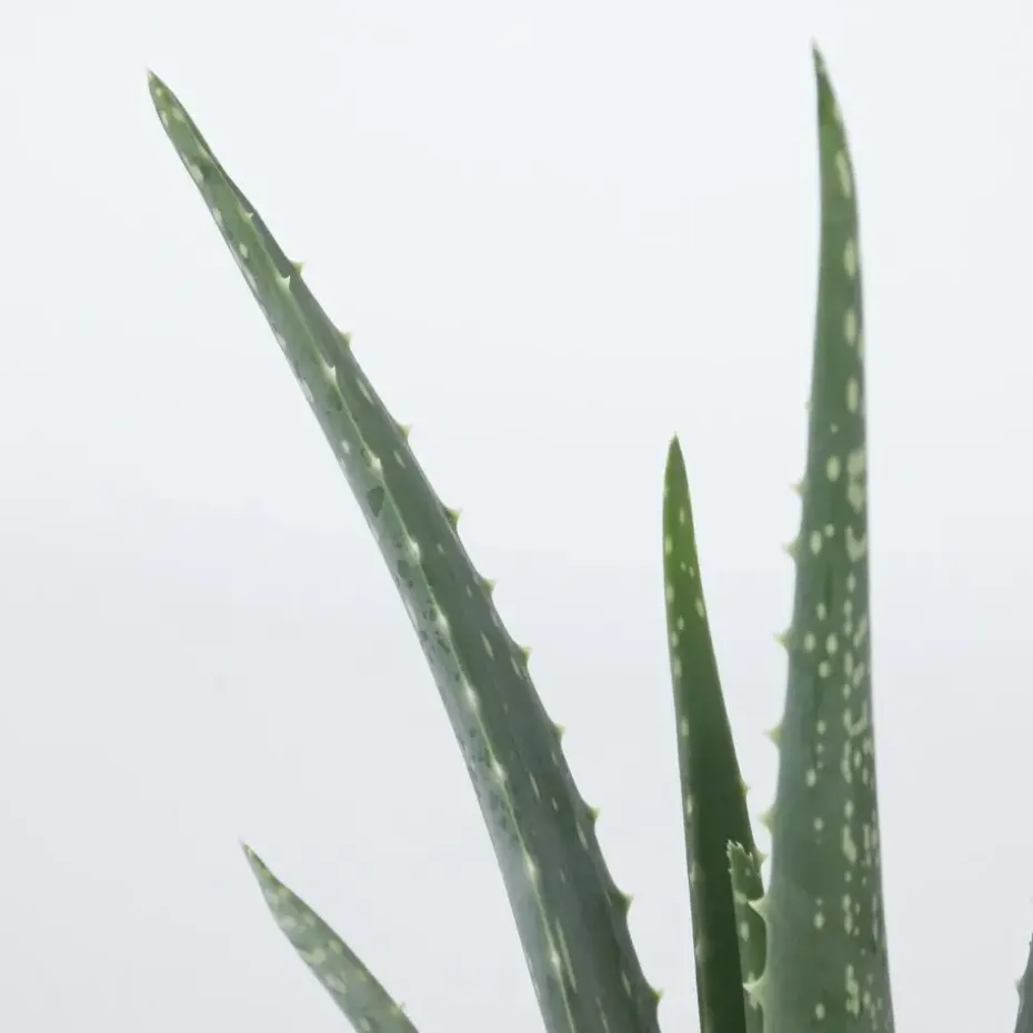 Aloë vera - Set van 3 - Aloe barbadensis - Hoogte 25-40cm - ⌀10,5cm