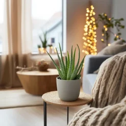 Aloë vera - Set van 3 - Aloe barbadensis - Hoogte 25-40cm - ⌀10,5cm