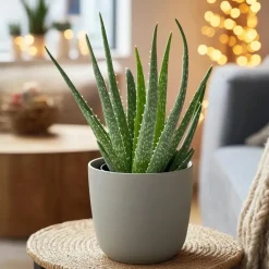 Aloë vera - Set van 3 - Aloe barbadensis - Hoogte 25-40cm - ⌀10,5cm
