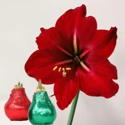 Amaryllis - Hippeastrum 'Glitter Duo' - Rood en groen