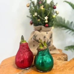 Amaryllis - Hippeastrum 'Glitter Duo' - Rood en groen