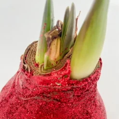 Amaryllis - Hippeastrum 'Glitter Duo' - Rood en groen