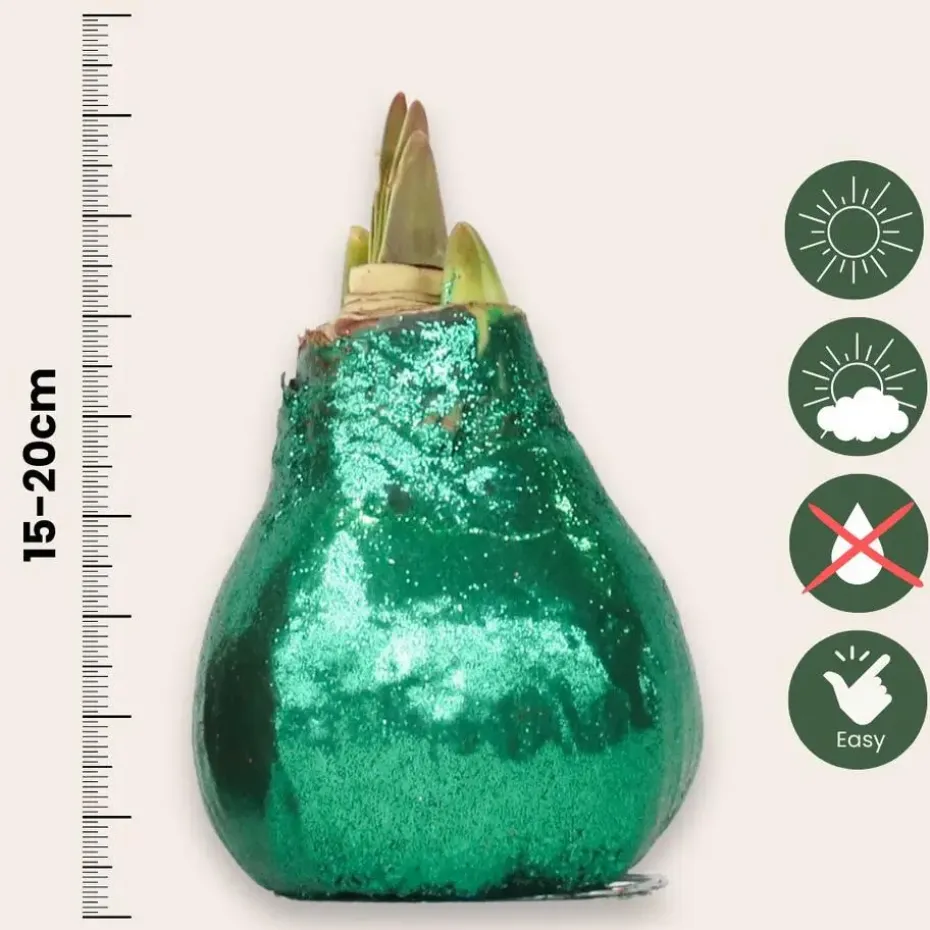 Amaryllis - Hippeastrum 'Glitter Duo' - Rood en groen