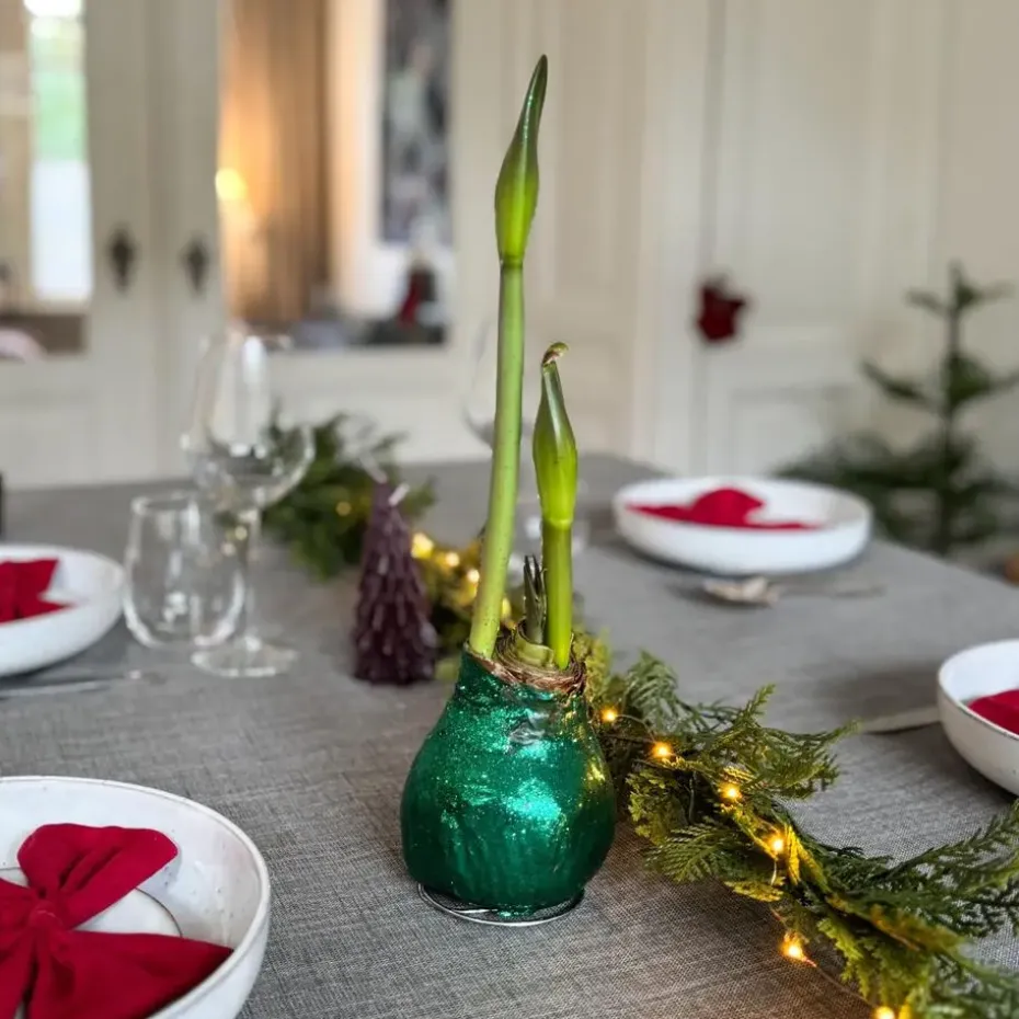 Amaryllis - Hippeastrum 'Glitter Duo' - Rood en groen