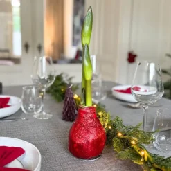 Amaryllis - Hippeastrum 'Glitter Duo' - Rood en groen