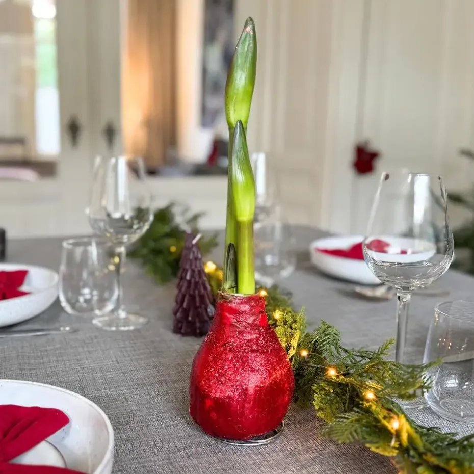 Amaryllis - Hippeastrum 'Glitter Duo' - Rood en groen