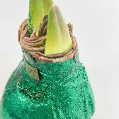 Amaryllis - Hippeastrum 'Glitter Duo' - Rood en groen