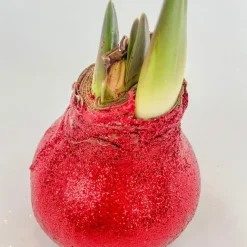 Amaryllis - Hippeastrum 'Glitter Duo' - Rood en groen