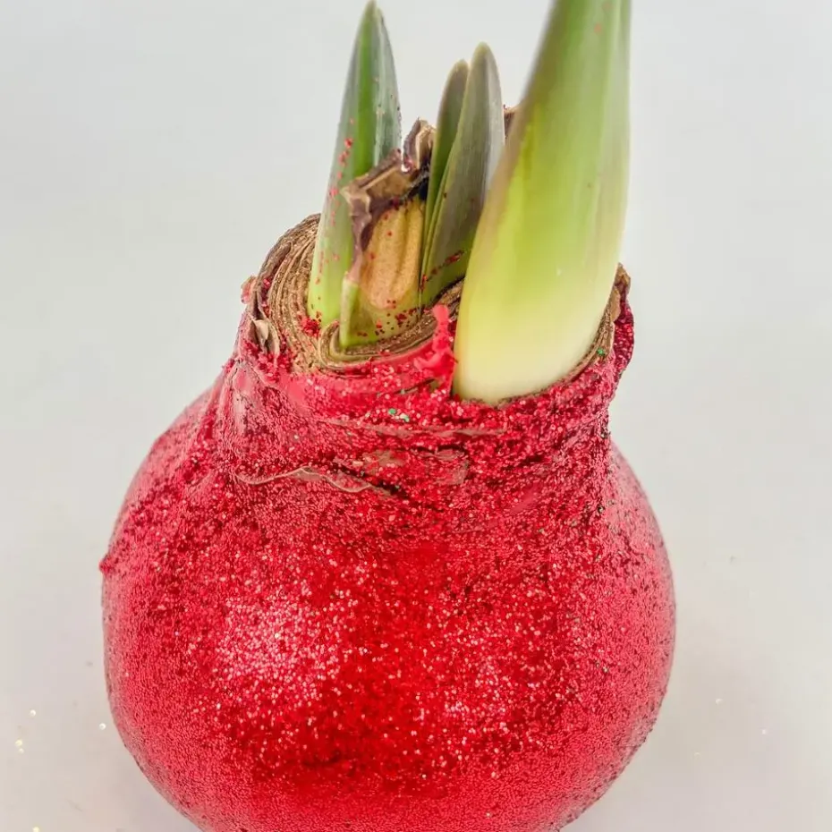 Amaryllis - Hippeastrum 'Glitter Duo' - Rood en groen