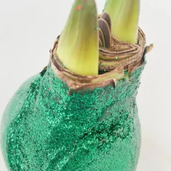 Amaryllis - Hippeastrum 'Glitter Duo' - Rood en groen