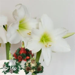 Amaryllis - Hippeastrum 'Kerstkransmix'