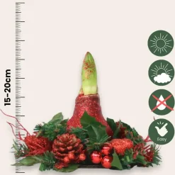 Amaryllis - Hippeastrum 'Kerstkransmix'