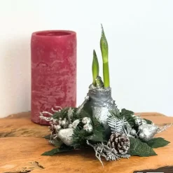 Amaryllis - Hippeastrum 'Kerstkransmix'