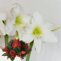 Amaryllis - Hippeastrum 'Kerstkrans' - Rood