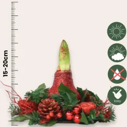 Amaryllis - Hippeastrum 'Kerstkrans' - Rood