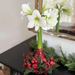 Amaryllis - Hippeastrum 'Kerstkrans' - Rood