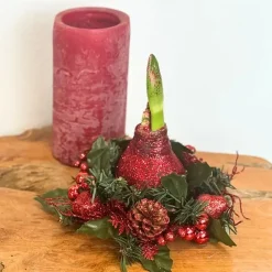 Amaryllis - Hippeastrum 'Kerstkrans' - Rood