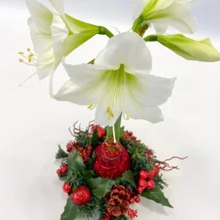 Amaryllis - Hippeastrum 'Kerstkrans' - Rood