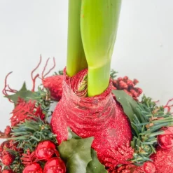 Amaryllis - Hippeastrum 'Kerstkrans' - Rood