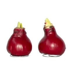 Amaryllis - Hippeastrum 'Wax Bordeaux' - Bloembol - Rood