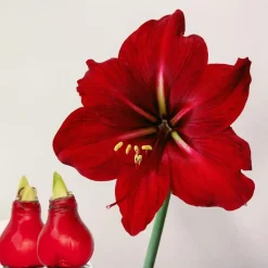 Amaryllis - Hippeastrum 'Wax Red' - Bloembol - Rood