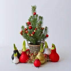 Amaryllis - Hippeastrum 'Wax Red' - Bloembol - Rood