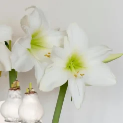 Amaryllis - Hippeastrum 'Wax White' - Bloembol - Rood