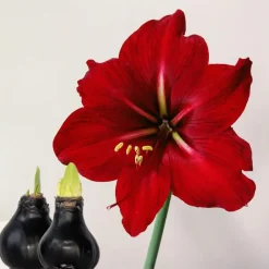 Amaryllis - hippeastrum 'Wax Black' - Bloembol - Rood