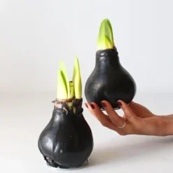 Amaryllis - hippeastrum 'Wax Black' - Bloembol - Rood