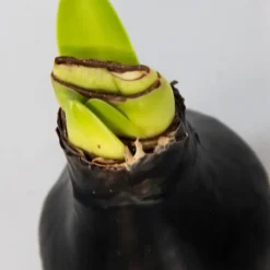 Amaryllis - hippeastrum 'Wax Black' - Bloembol - Rood