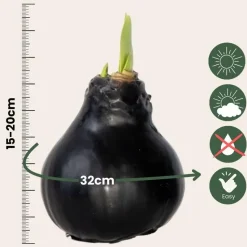 Amaryllis - hippeastrum 'Wax Black' - Bloembol - Rood