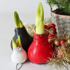 Amaryllis - hippeastrum 'Wax Black' - Bloembol - Rood