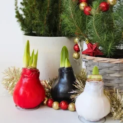 Amaryllis - hippeastrum 'Wax Black' - Bloembol - Rood