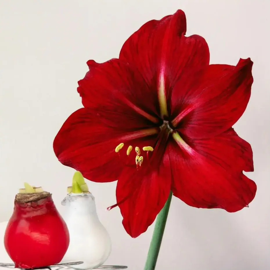 Amaryllis - Hippeastrum 'Wax Mix Red White' - Bloembol - Rood