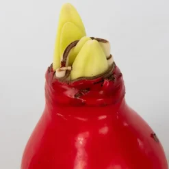 Amaryllis - Hippeastrum 'Wax Mix Red White' - Bloembol - Rood