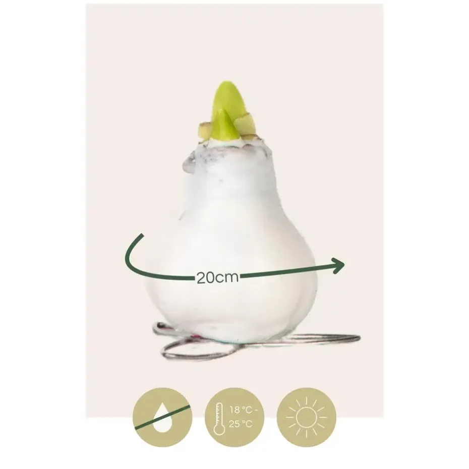 Amaryllis - Hippeastrum 'Wax Mix Red White' - Bloembol - Rood