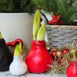 Amaryllis - Hippeastrum 'Wax Mix Red White' - Bloembol - Rood